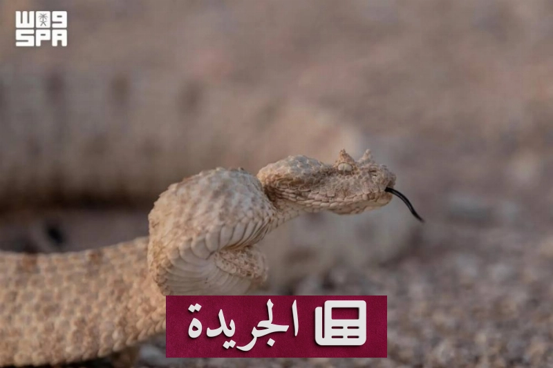 أفعى الحقل القرناء.. تمويه خارق في بيئات الصحراء القاسية - آخر الأخبار - الجريدة