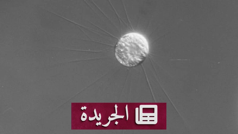 اكتشاف كائن بحري مجهري ينجب أحفاده قبل أبنائه - آخر الأخبار - الجريدة