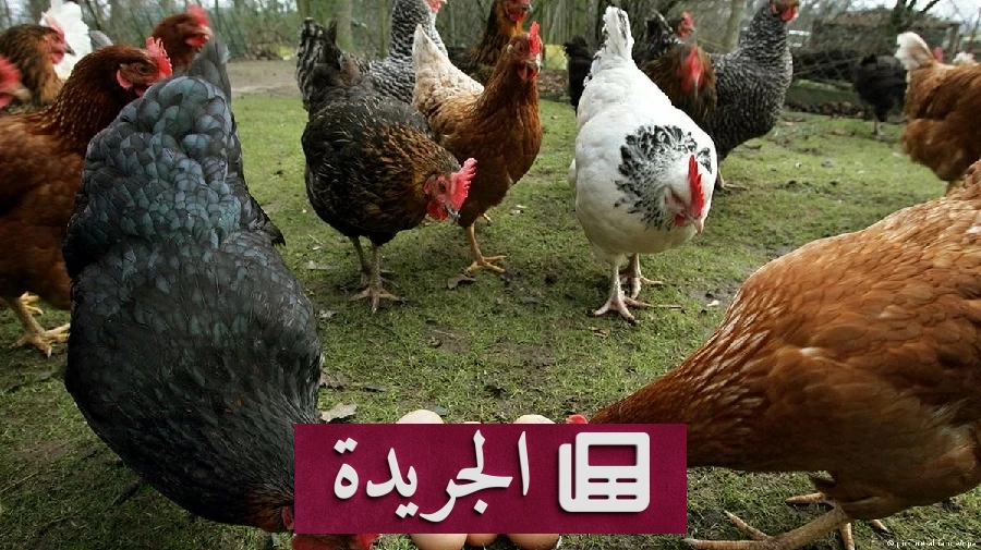 العلم يحل لغز الدجاجة والبيضة نهائيا - آخر أخبار الجريدة
