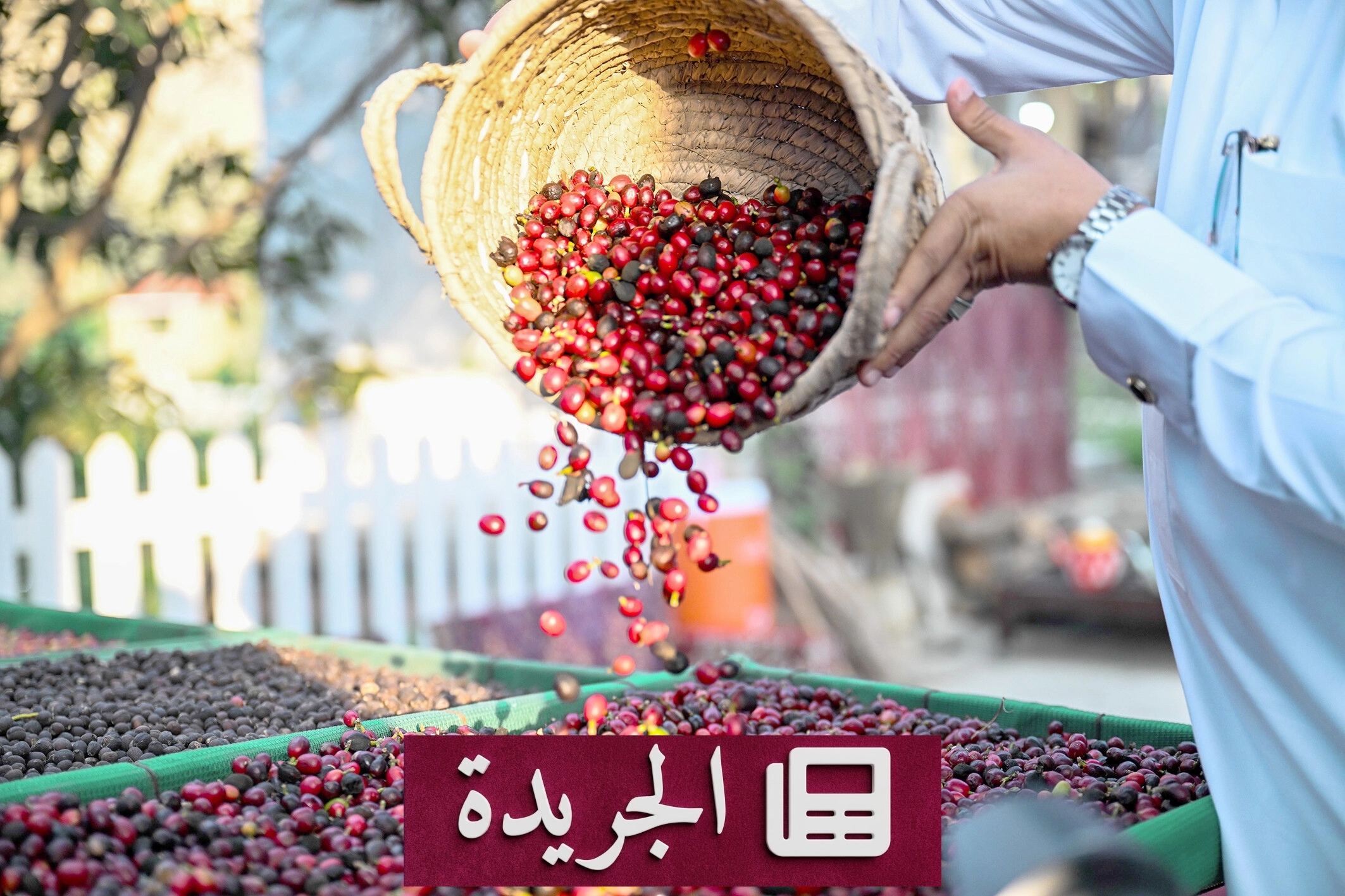 البن السعودي في جازان.. تراث زراعي وثقافي يمتد 300 عام - آخر أخبار الجريدة