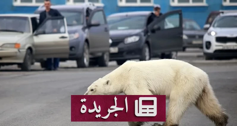 الدببة تهدد سلامة الطلاب في روسيا.. التعليم ينتقل إلى المنازل - آخر أخبار الجريدة