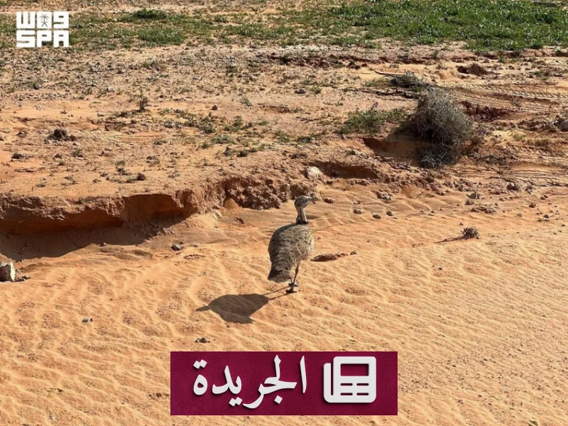 الحبارى في المملكة.. طائر الصحراء الذي يحافظ على توازنه بآلية فريدة - آخر الأخبار - الجريدة