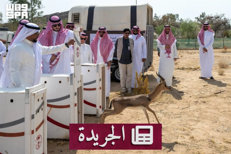 إطلاق ظباء وإطلاق نعام وأرانب برية في متنزه الطائف الوطني - آخر الأخبار - الجريدة
