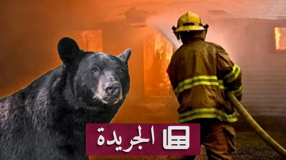 دب مفترس يحول منزلاً إلى جحيم وينتهي بالرصاص في أمريكا - آخر الأخبار - الجريدة
