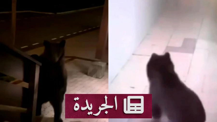 دب يتسلل إلى فندق فاخر بسوتشي ويحدث ذعراً بين الموظفين والزوار - آخر الأخبار - الجريدة