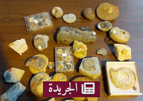 ضبط 222 أحفورة نادرة مخبأة في شحنة زينة منزلية بتشيلي - آخر الأخبار - الجريدة