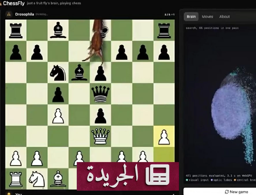 دماغ ذبابة الفاكهة يتفوق على الذكاء الاصطناعي في الشطرنج بـ11 نقلة - آخر الأخبار - الجريدة