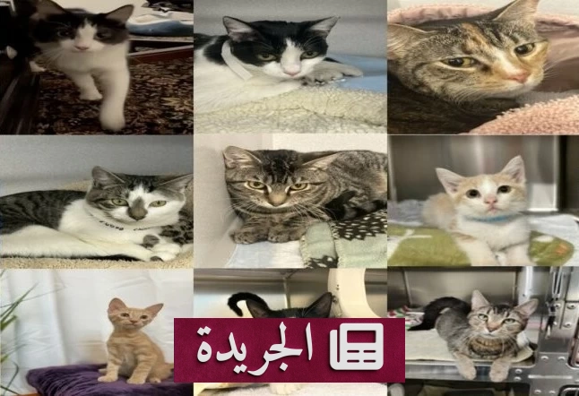 حكم بالسجن 15 عاماً لمحتال أمريكي استغل قططاً لجمع 400 ألف دولار - آخر الأخبار - الجريدة