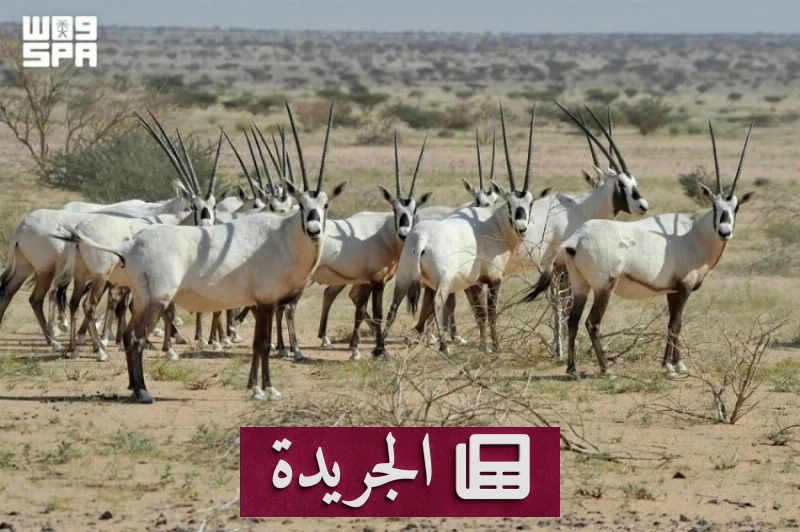 نجاح المملكة في استعادة المها العربي بعد أربعة عقود من الجهود المتواصلة - آخر أخبار الجريدة