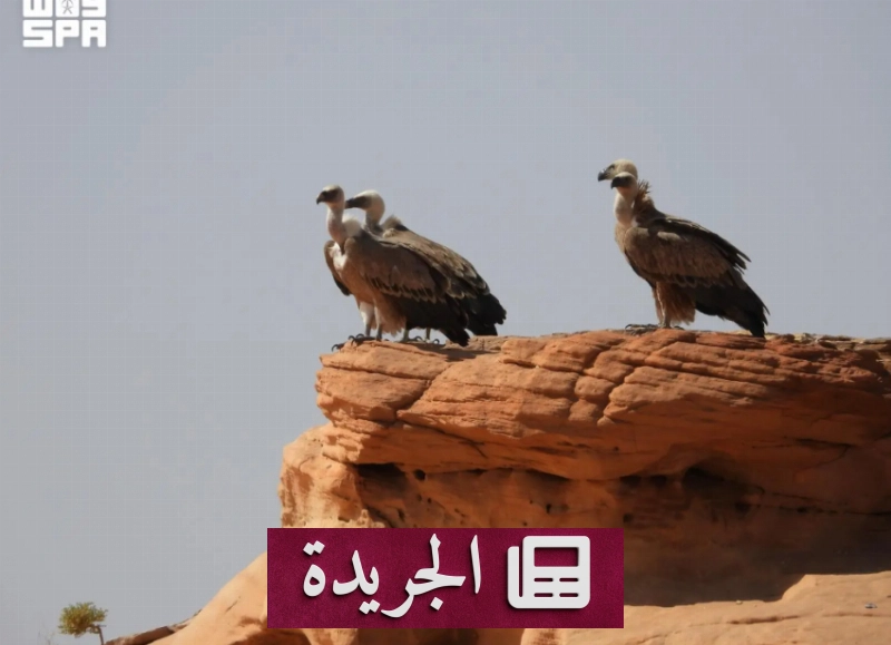 نجاح محمية بيئية في حماية الطيور الجارحة المهددة بالانقراض - آخر الأخبار - الجريدة