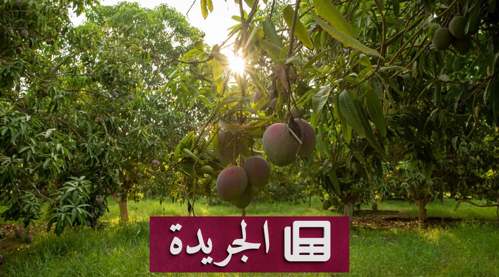 نجم النصر ساديو ماني يستثمر 18 مليون دولار في مشروع زراعي صناعي بالسنغال - آخر الأخبار - الجريدة