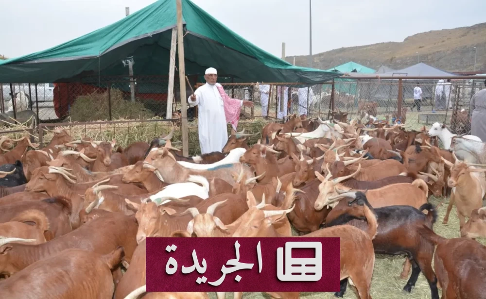 وزارة التجارة تعلن عن دليل استيراد جديد للمواشي - آخر الأخبار - الجريدة