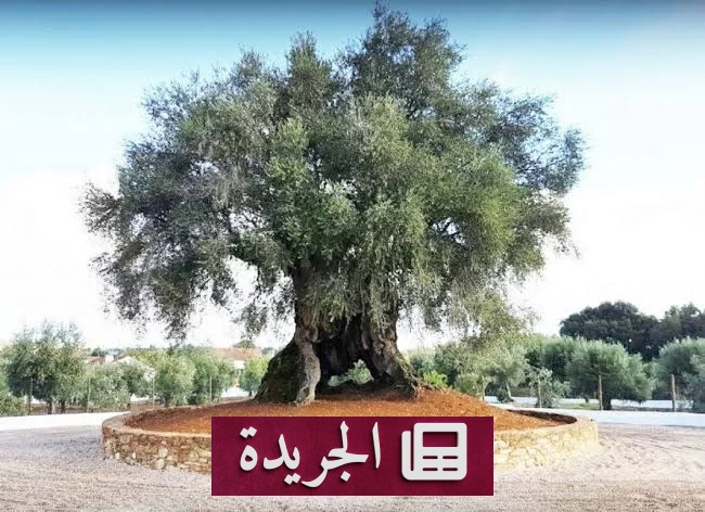شجرة الزيتون الأسطورية التي عاشت 3700 عام وتثمر حتى اليوم - آخر الأخبار - الجريدة