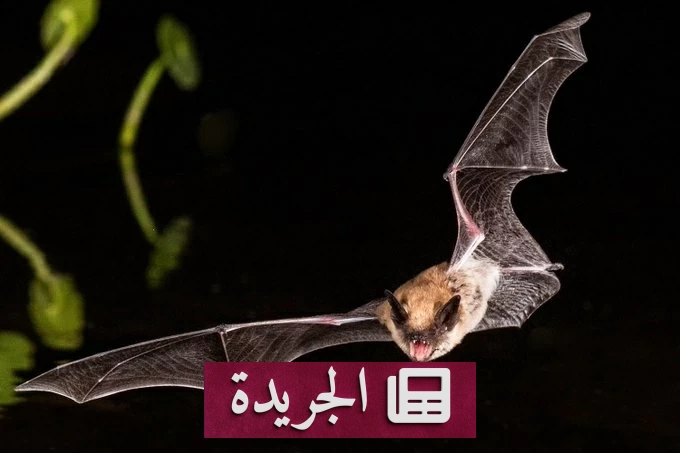 سلطات أمريكية تبحث عن امرأة التقطت خفاشا مصابا بداء الكلب - آخر الأخبار - الجريدة