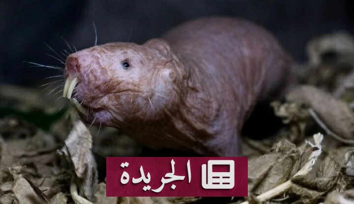 سر السيطرة المطلقة لملكة فئران الخلد العاري يكشف عنه العلم - أخبار أونلاين