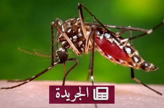 تفشي قياسي لحمى الضنك في فلوريدا يتجاوز 250 إصابة محلية - آخر الأخبار - الجريدة