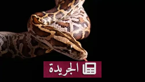 ثعبان ضخم يفاجئ سكان منزل في أستراليا ويحدث فوضى في حمامهم - آخر الأخبار - الجريدة