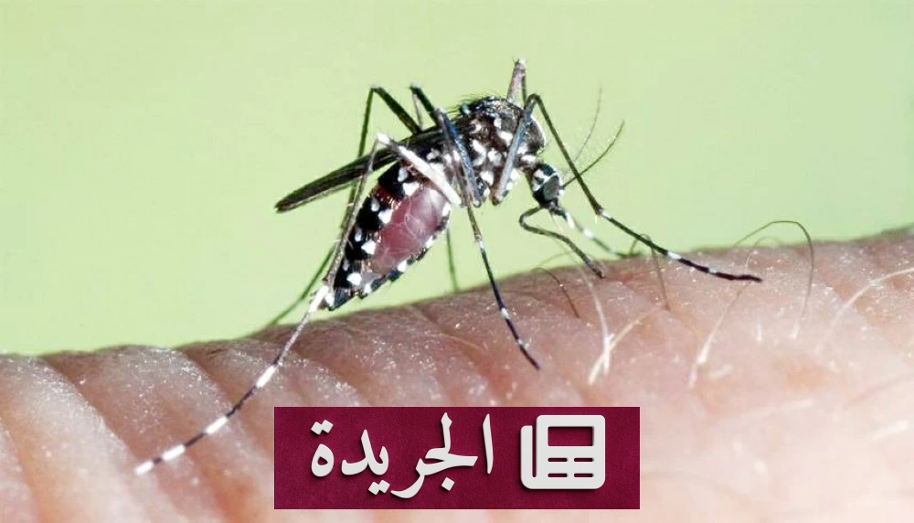 تحذير صحي في ألمانيا بعد تسجيل إصابتين بالملاريا - آخر الأخبار - الجريدة