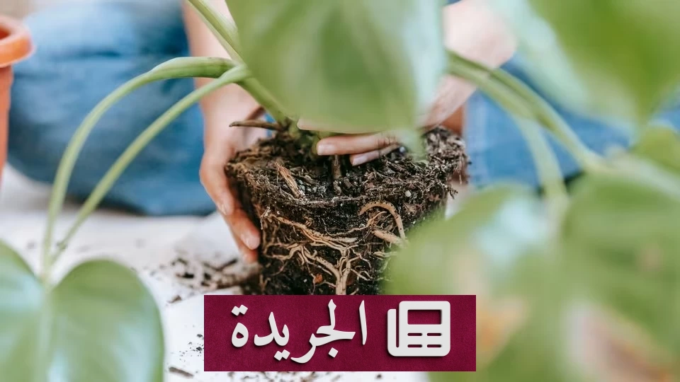 تحذير طبي من بكتيريا مخفية في تربة النباتات المنزلية - أخبار أونلاين
