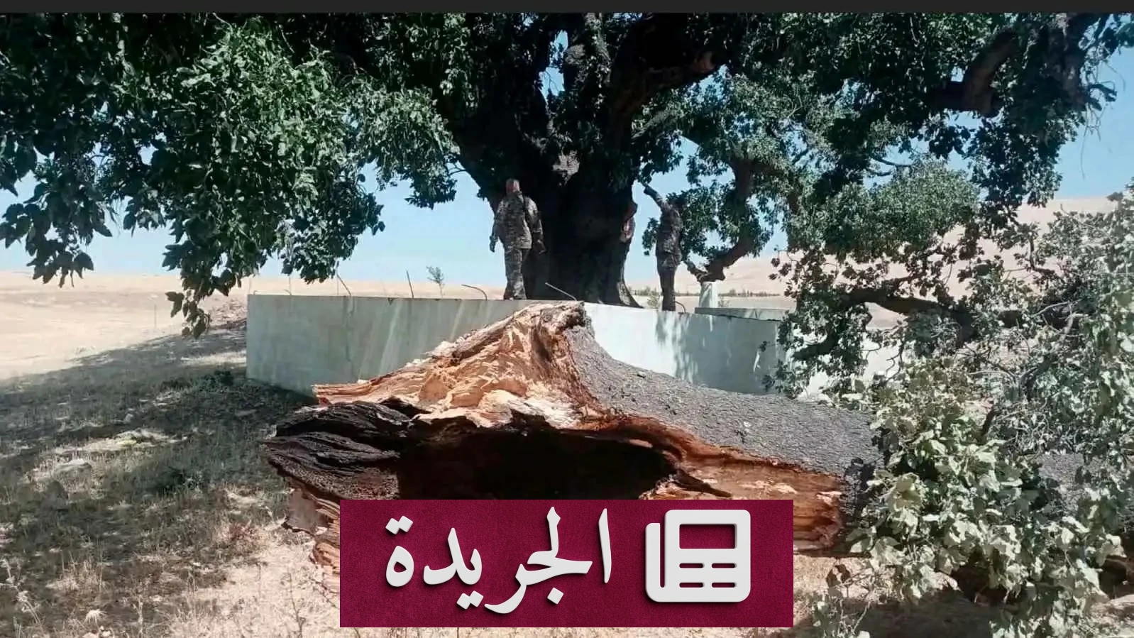 اعتداء على شجرة بلوط تاريخية عمرها 400 عام في كردستان العراق - آخر أخبار الجريدة
