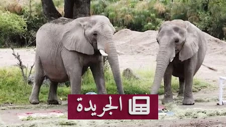 فيلان في حديقة غوادالاخارا المكسيكية يتوقعان فوز المكسيك في افتتاح مونديال 2026