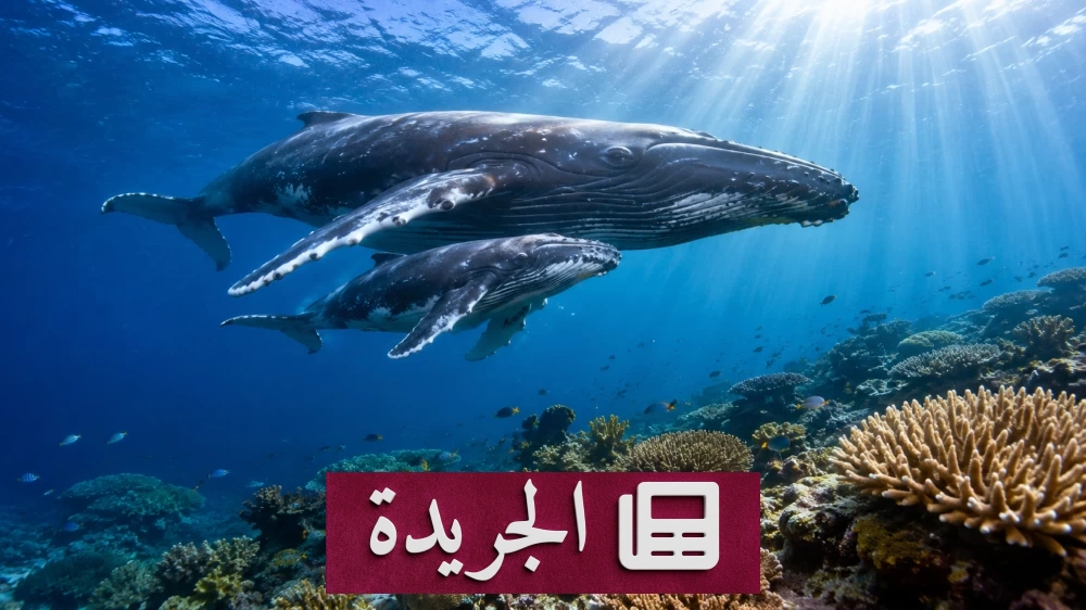 عودة الحيتان الحدباء إلى الحاجز المرجاني الأسترالي تعكس نجاح جهود المحافظة - آخر أخبار الجريدة
