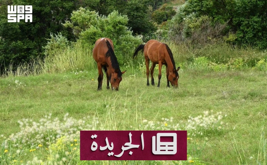 عسير تتفرد بثرائها البيئي في اليوم العالمي للبيئة - آخر الأخبار - الجريدة