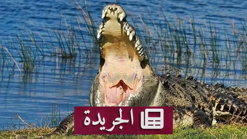 أب يخوض معركة الموت لإنقاذ ابنه من تمساح ضخم في فلوريدا - آخر الأخبار - الجريدة