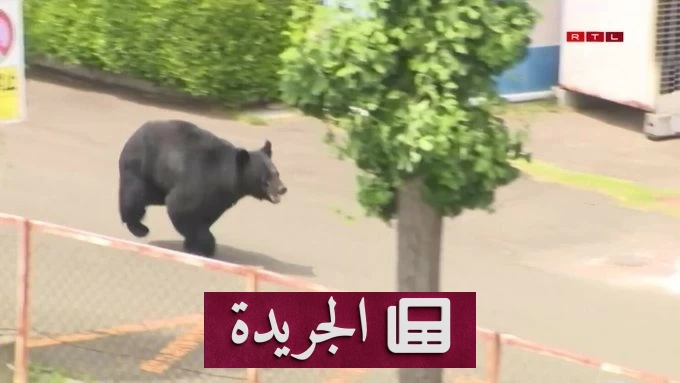 إغلاق 94 مدرسة في اليابان بعد ظهور دب في المدينة - آخر الأخبار - الجريدة