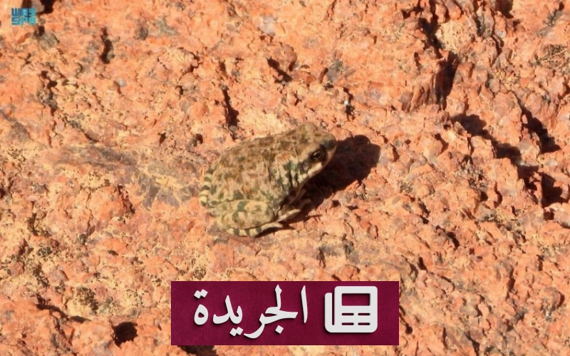 اكتشاف علمي نادر في محمية الملك سلمان.. العلجوم العربي يظهر سلوكا بيولوجيا استثنائيا - آخر الأخبار - الجريدة