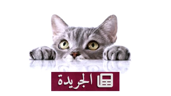 اكتشاف علمي يربط بين السرطان لدى البشر والقطط بآلية جينية مشتركة - أخبار أونلاين