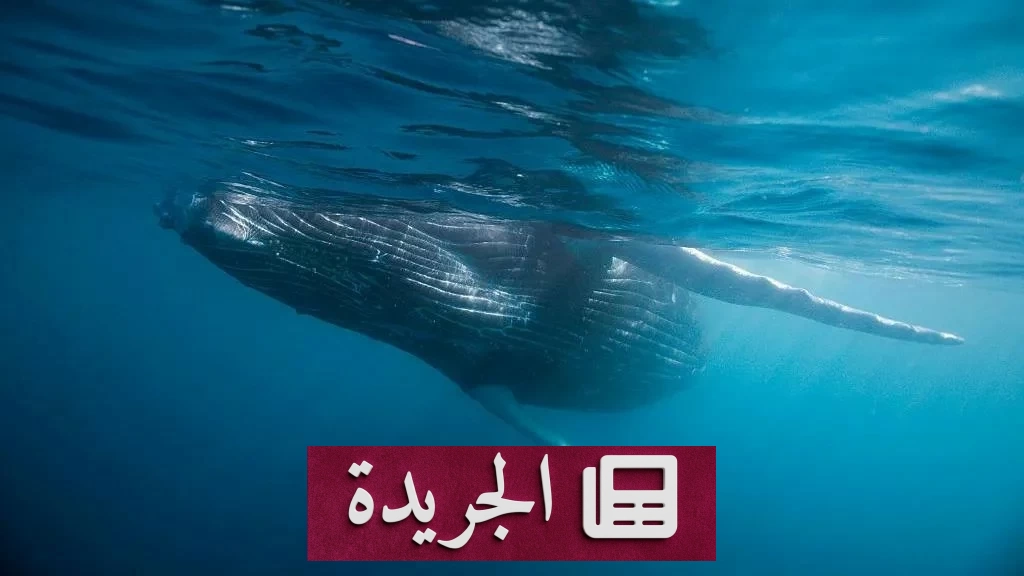 اكتشاف استثنائي لمقبرة حيتان ضخمة في أعماق المحيط الهندي - آخر الأخبار - الجريدة