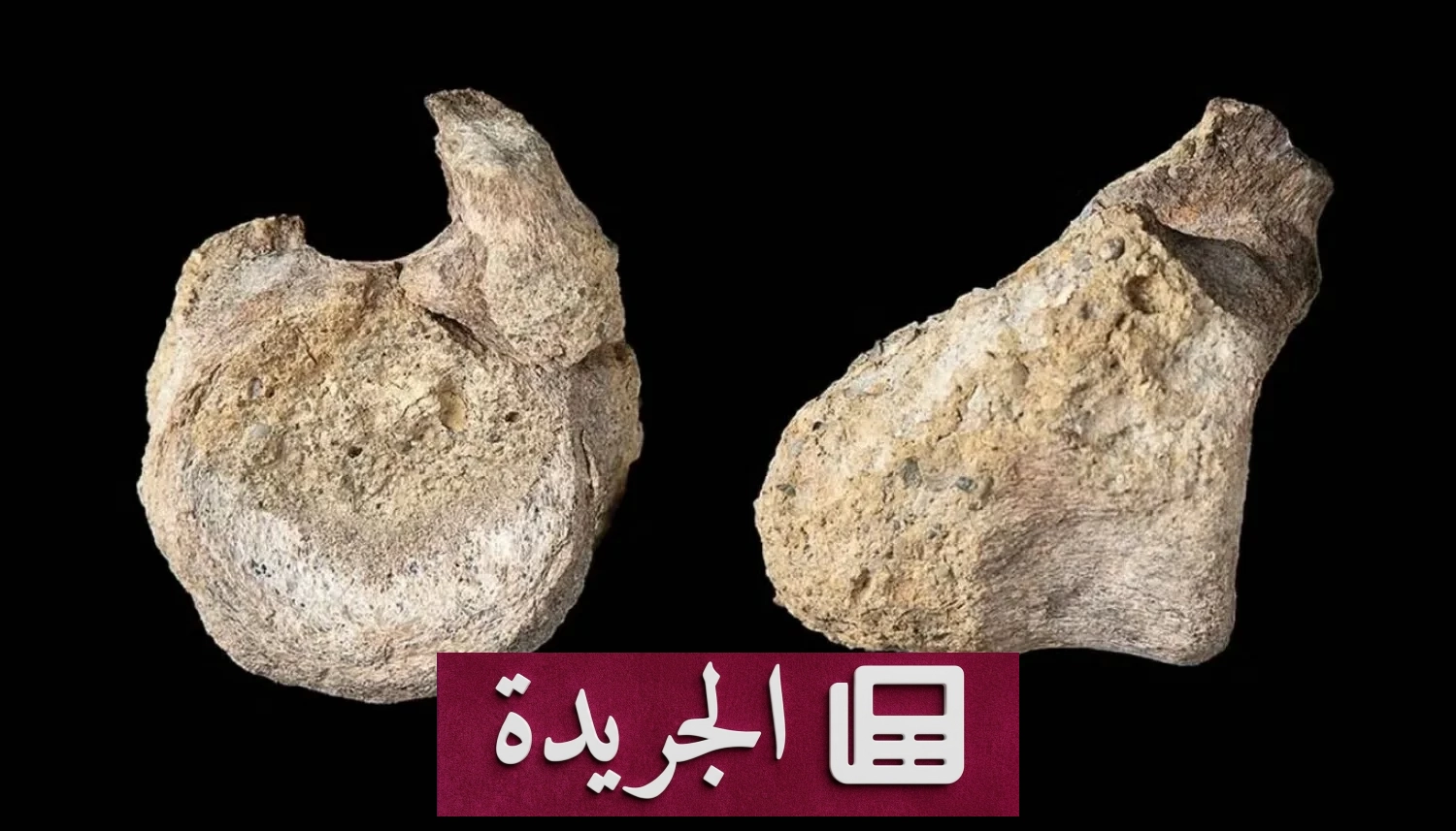 اكتشاف ديناصور نادر في القارة القطبية الجنوبية بعد 40 عاماً من الخطأ العلمي - آخر الأخبار - الجريدة