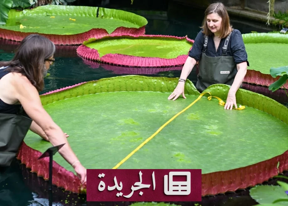 اكتشاف نادر لزنبق ماء عملاق في كولومبيا بعد لقطة على إنستغرام - آخر الأخبار - الجريدة