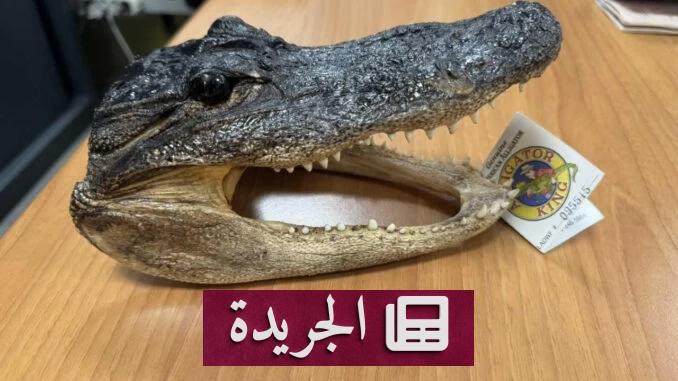 اكتشاف رأس تمساح مجفف في حقيبة مسافر بإيطاليا يثير استنفار السلطات - آخر الأخبار - الجريدة