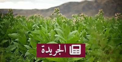 اكتشاف سر إنتاج النيكوتين بعد قرنين من الغموض - آخر الأخبار - الجريدة