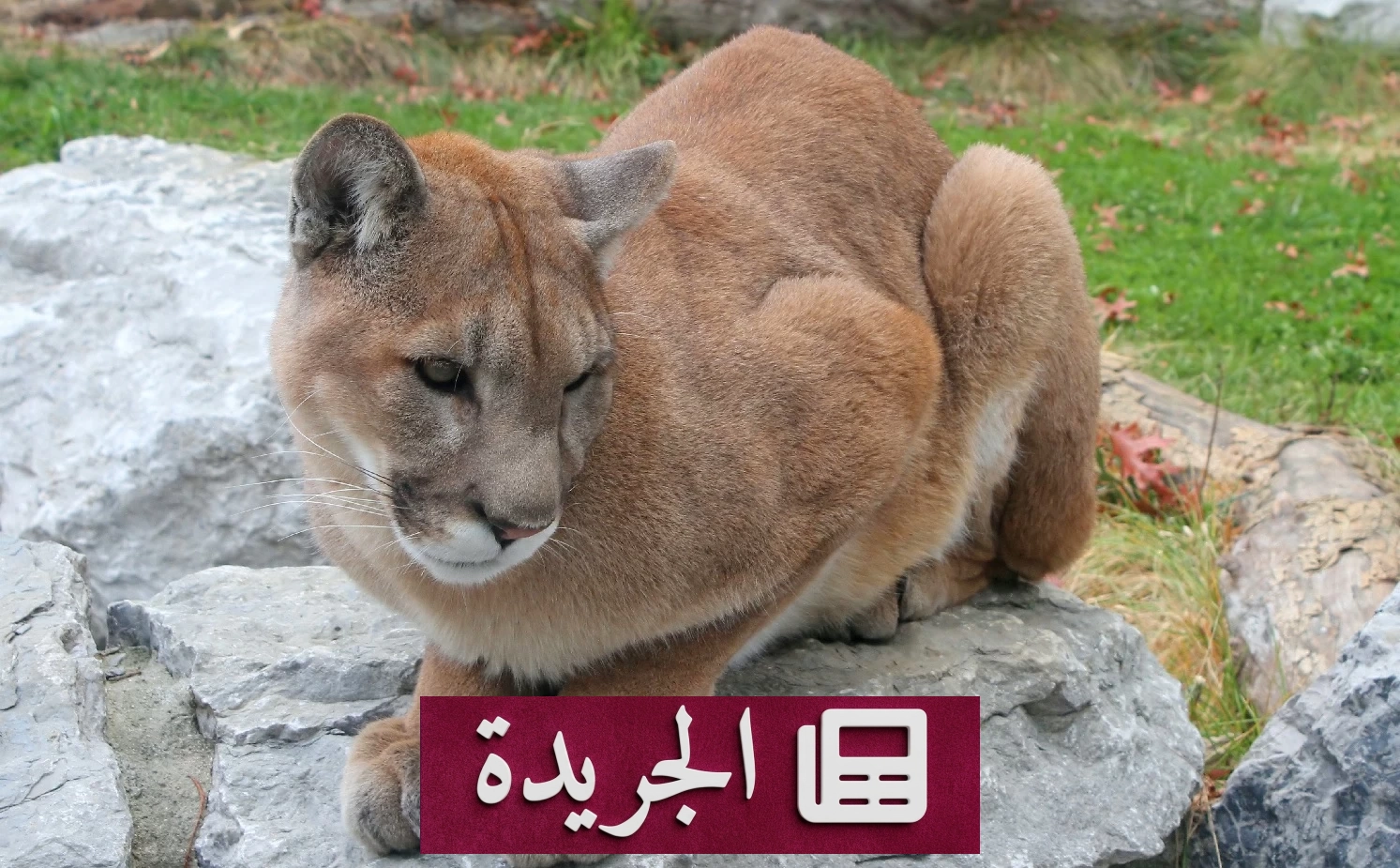 الأسود الجبلية تحمي السائقين من حوادث الطرق بنسبة 76% - آخر أخبار الجريدة