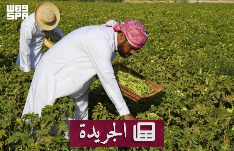 البامية الحساوي.. ثمرة الأحساء الصغيرة ذات القيمة العالية - آخر الأخبار - الجريدة