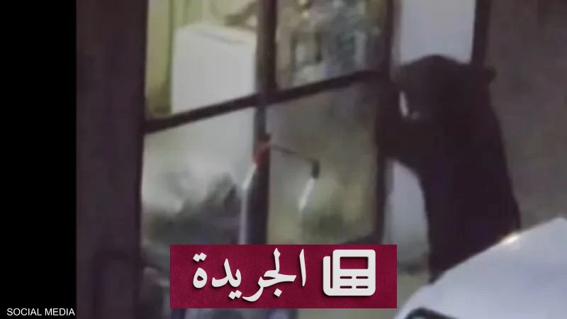 دب ضخم يدخل مطبخ منزل ياباني ويفتح الثلاجة بحثاً عن الطعام