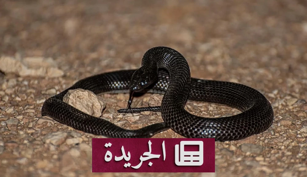 الحدود الشمالية تحتضن «الصِّل الأسود».. دور بيئي حيوي وتحذير من الاقتراب - آخر الأخبار - الجريدة
