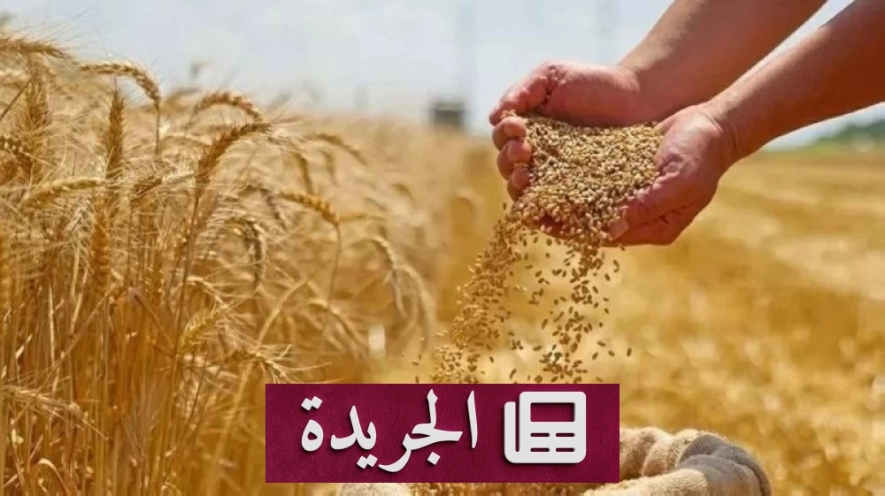 الهند ترفع الحظر عن صادرات القمح بعد أربع سنوات من القيود - آخر الأخبار - الجريدة