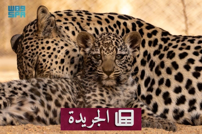 الهيئة الملكية بالعلا تتخذ خطوات جادة لحماية النمر العربي - آخر أخبار الجريدة