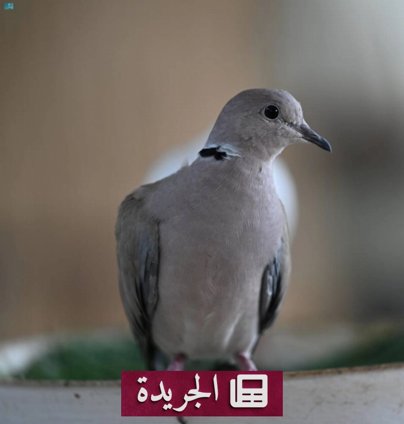 القمري المطوق في جازان شاهد على ثراء التنوع الأحيائي - آخر الأخبار - الجريدة