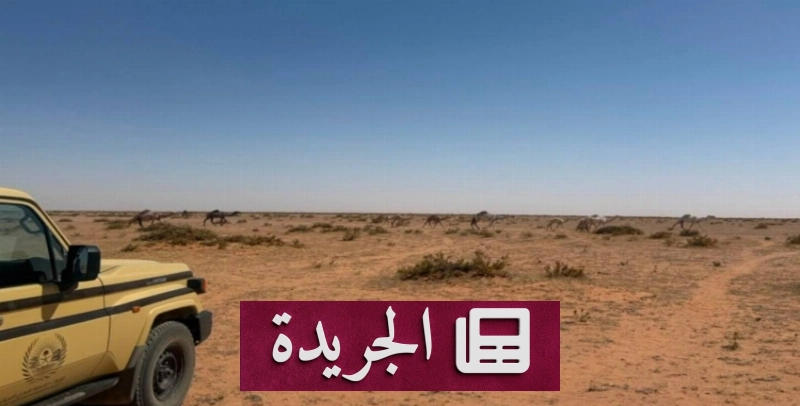 القوات المسلحة تحذر من رعي الإبل دون ترخيص وتحدد غرامة مالية