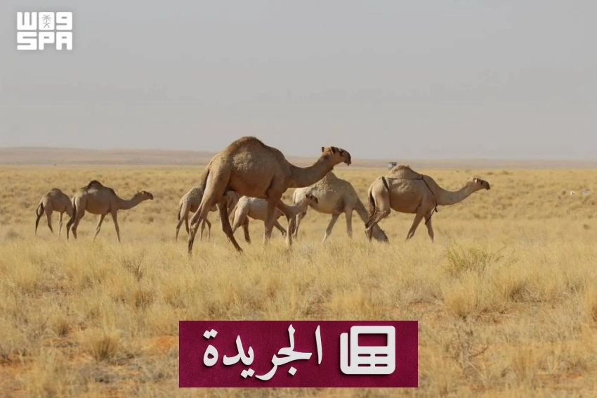 المملكة تحقق تقدماً ملحوظاً في استعادة الغطاء النباتي - آخر الأخبار - الجريدة