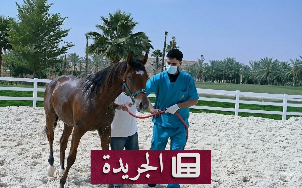 السعودية تحصل على اعتراف دولي بخلوها من التهاب الشرايين الفيروسي في الخيول - آخر أخبار الجريدة