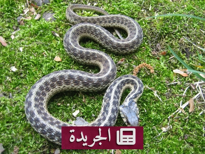 امرأة هندية تحتجز ثعبانا ساما بعد لدغتها وتذهب به إلى المستشفى - آخر الأخبار - الجريدة