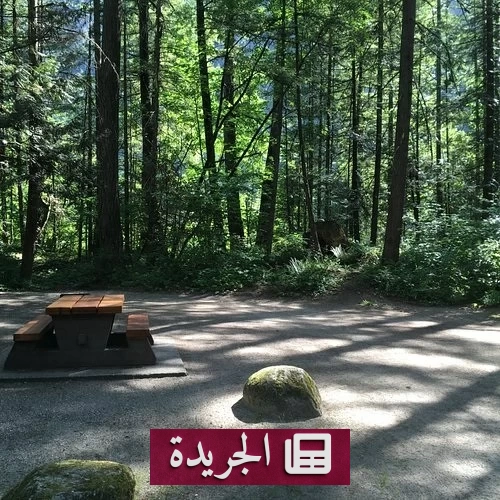 امرأة وحيوانها الأليف ينجون بمعجزة من دب رمادي ضخم - آخر أخبار الجريدة