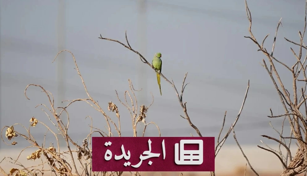إنجاز بيئي غير مسبوق برصد 34 نوعاً جديداً من الطيور في محمية الملك عبدالعزيز الملكية - آخر الأخبار - الجريدة