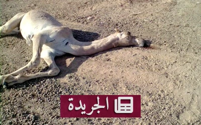 انهيار «سفن الصحراء».. كيف تجاوزت الحرارة قدرة الإبل على التكيف؟ - آخر أخبار الجريدة